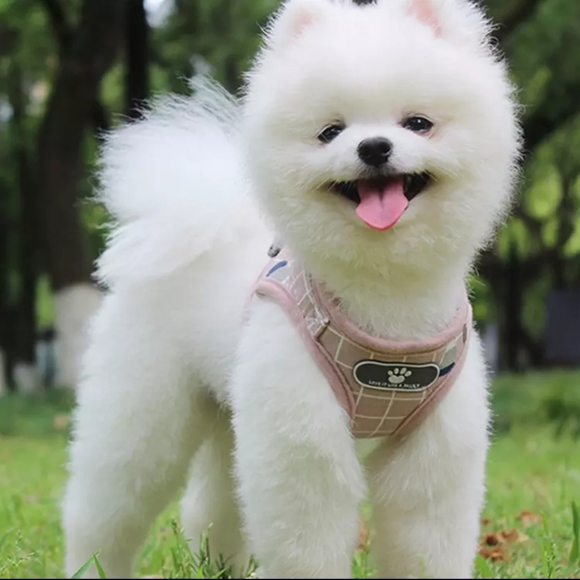 Petcare Dog Harness Strap with Leash - Picture 2 of 5